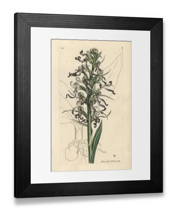 Framed Print : Lizard orchid, Himantoglossum hircinum Framed Print : Lizard orchid, Himantoglossum hircinum