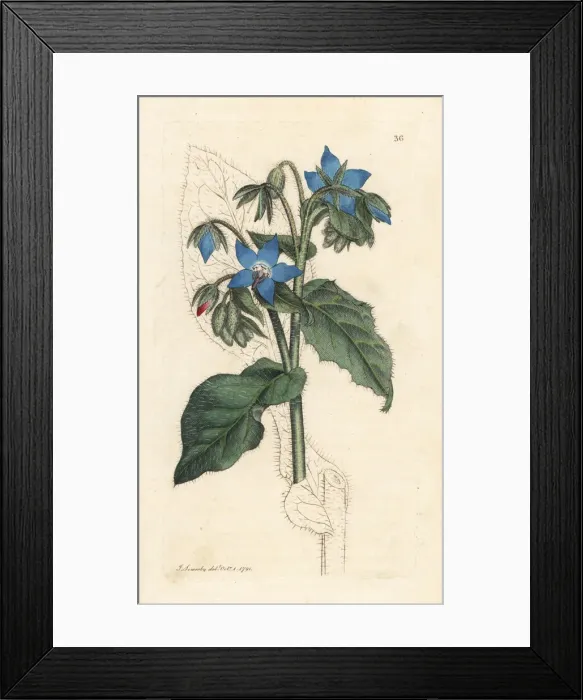 Framed Print : Common borage, Borago officinalis Framed Print : Common borage, Borago officinalis