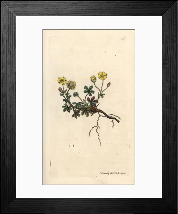 Framed Print : Large-flowered potentilla, Potentilla grandiflora Framed Print : Large-flowered potentilla, Potentilla grandiflora