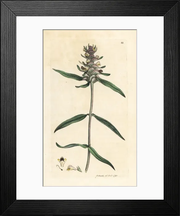 Framed Print : Crested cow-wheat, Melampyrum cristatum Framed Print : Crested cow-wheat, Melampyrum cristatum