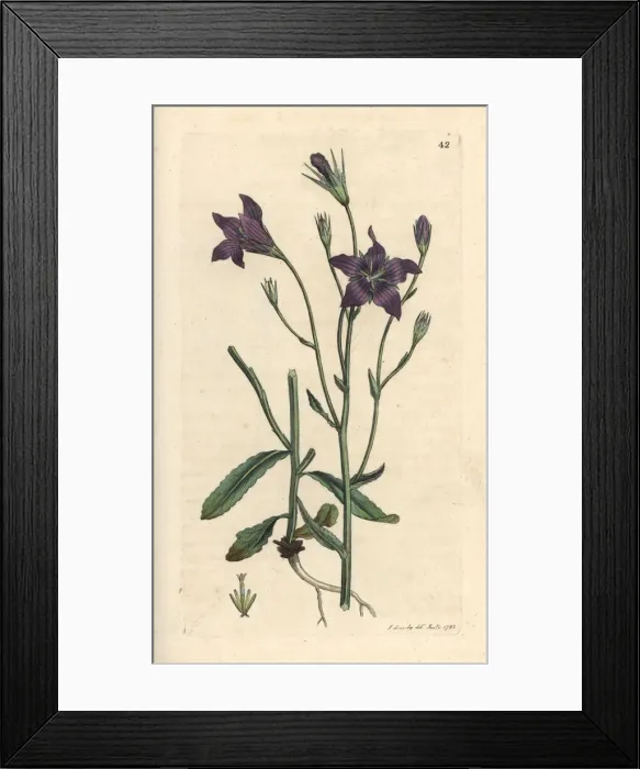 Framed Print : Spreading bellflower, Campanula patula Framed Print : Spreading bellflower, Campanula patula
