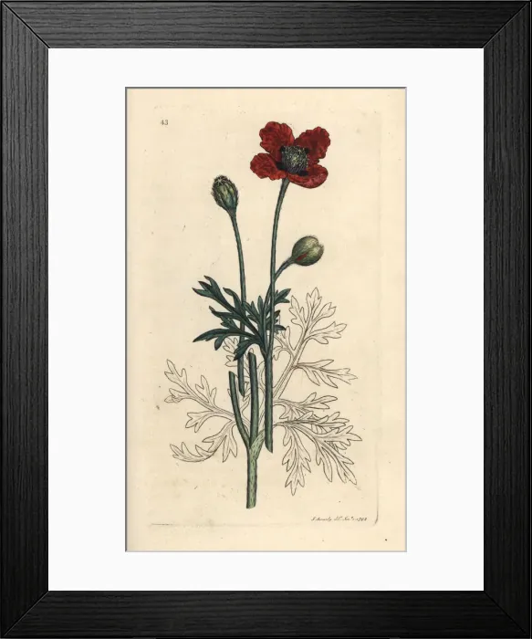 Framed Print : Mongrel poppy or round pricklyhead poppy, Papaver hybridum Framed Print : Mongrel poppy or round pricklyhead poppy, Papaver hybridum