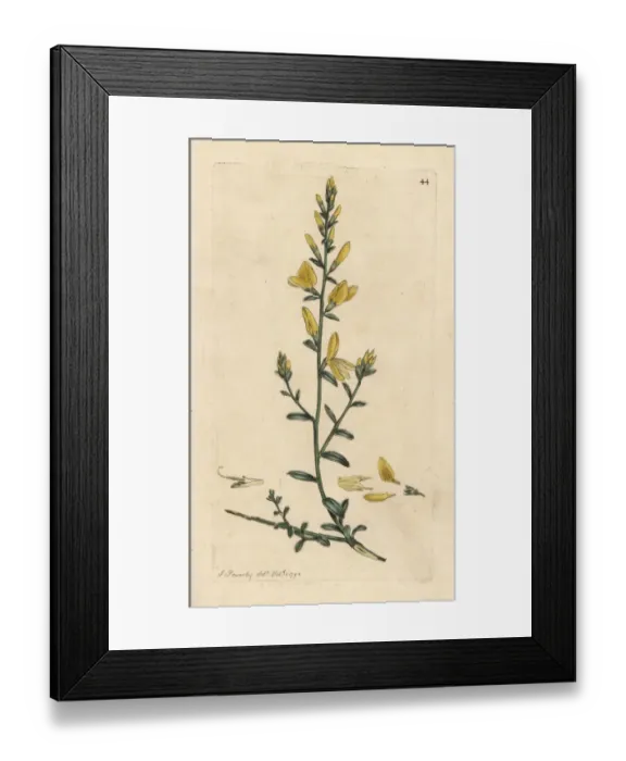 Framed Print : Dyers broom or dyers greenweed, Genista tinctoria Framed Print : Dyers broom or dyers greenweed, Genista tinctoria