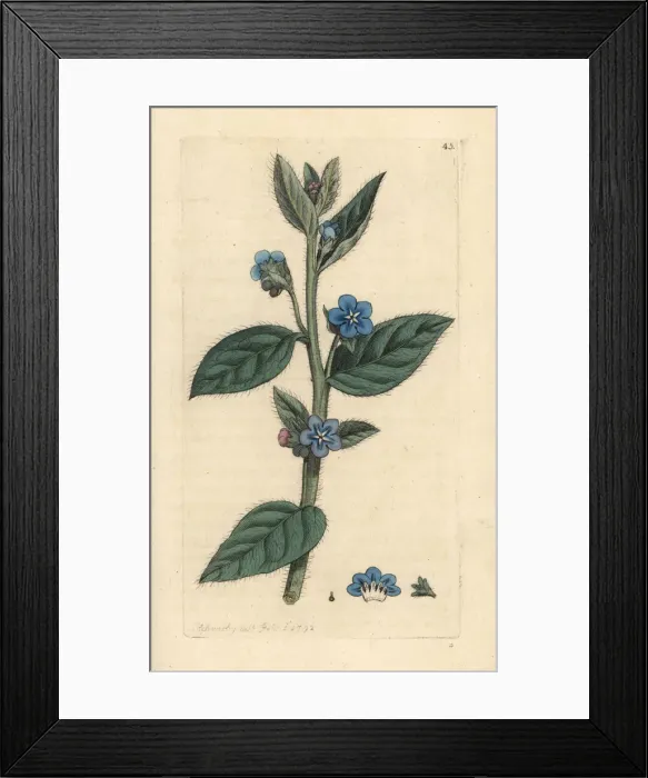 Framed Print : Evergreen bugloss, Pentaglottis sempervirens