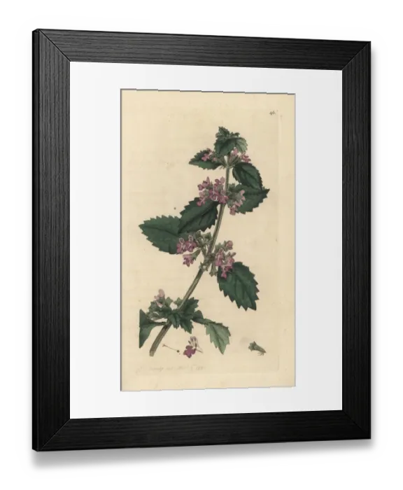 Framed Print : Black horehound, Ballota nigra Framed Print : Black horehound, Ballota nigra