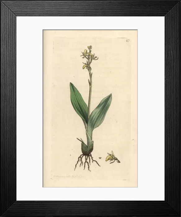 Framed Print : Fen orchid, Liparis loeselii Framed Print : Fen orchid, Liparis loeselii