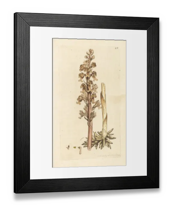 Framed Print : Birds nest orchid, Neottia nidus-avis Framed Print : Birds nest orchid, Neottia nidus-avis