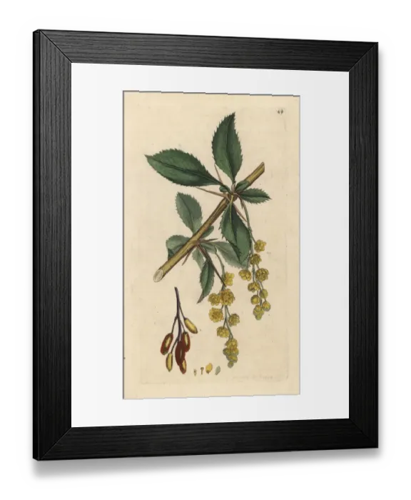 Framed Print : Barberry, Berberis vulgaris Framed Print : Barberry, Berberis vulgaris