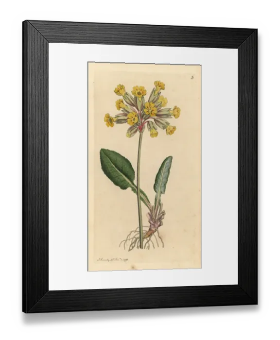 Framed Print : Common cowslip, Primula veris Framed Print : Common cowslip, Primula veris