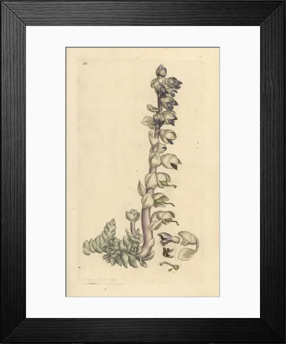 Framed Print : Greater tooth-wort, Lathraea squamaria Framed Print : Greater tooth-wort, Lathraea squamaria