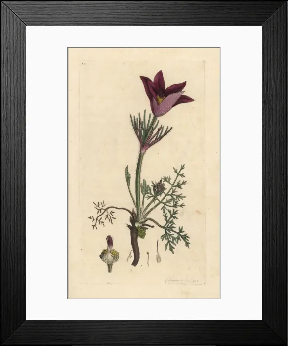 Framed Print : Pasqueflower, Anemone pulsatilla Framed Print : Pasqueflower, Anemone pulsatilla