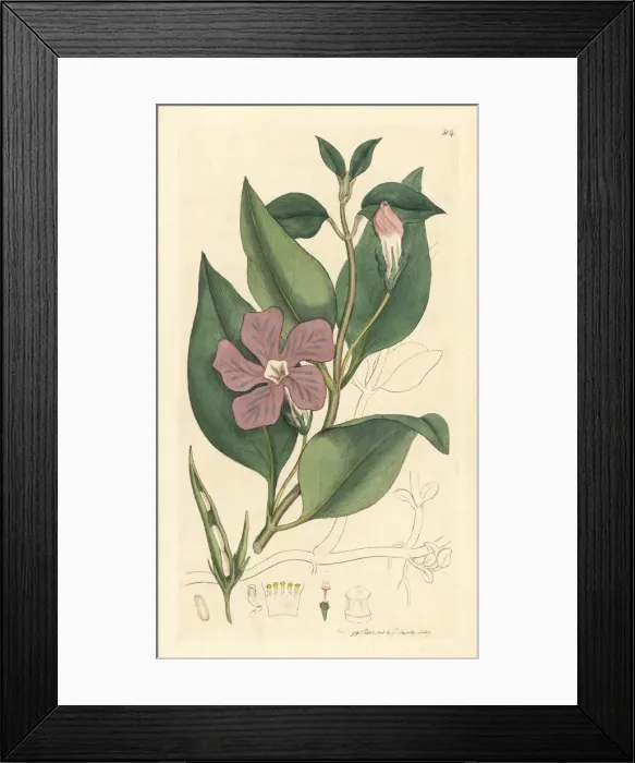 Framed Print : Greater periwinkle, Vinca major Framed Print : Greater periwinkle, Vinca major