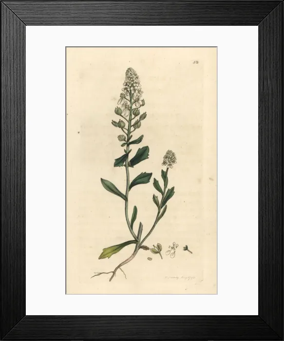 Framed Print : Bitter candytuft, Iberis amara Framed Print : Bitter candytuft, Iberis amara