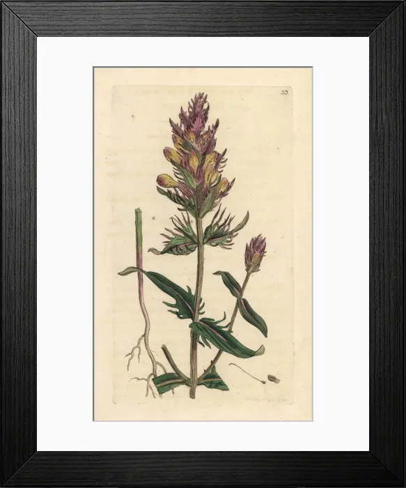 Framed Print : Purple or field cow-wheat, Melampyrum arvense Framed Print : Purple or field cow-wheat, Melampyrum arvense