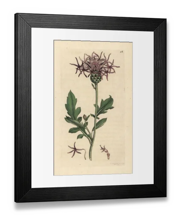 Framed Print : Greater knapweed, Centaurea scabiosa Framed Print : Greater knapweed, Centaurea scabiosa