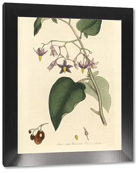 Woody nightshade or bitter-sweet, Solanum dulcamara