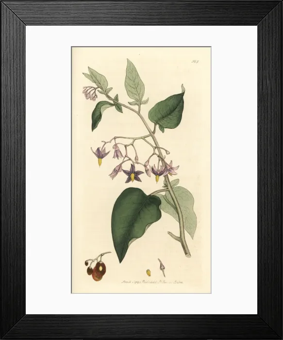 Framed Print : Woody nightshade or bitter-sweet, Solanum dulcamara Framed Print : Woody nightshade or bitter-sweet, Solanum dulcamara