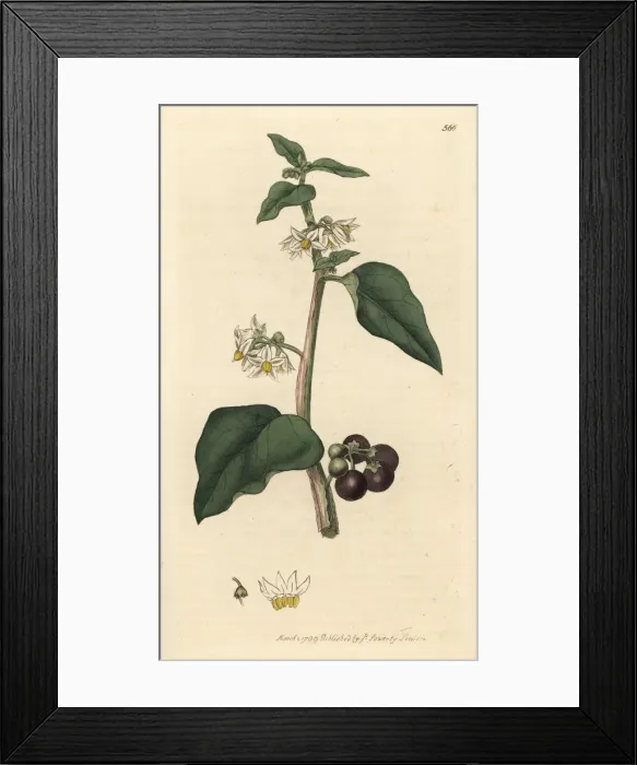 Framed Print : Common or garden nightshade, Solanum nigrum Framed Print : Common or garden nightshade, Solanum nigrum