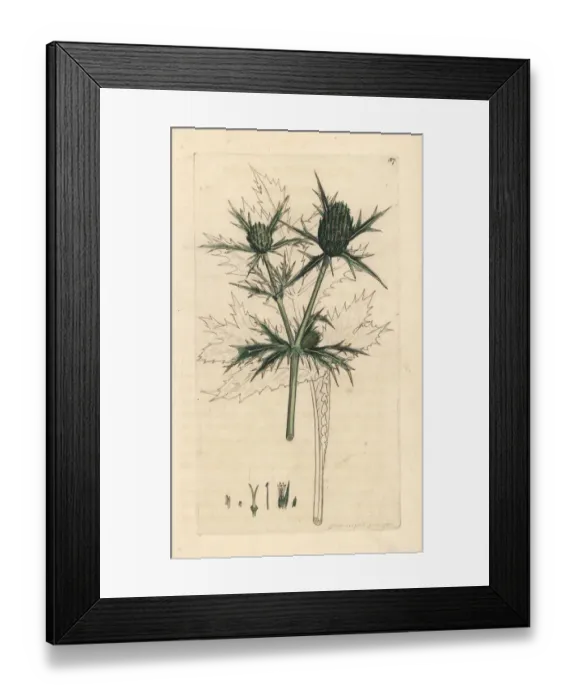 Framed Print : Field eryngo, Eryngium campestre Framed Print : Field eryngo, Eryngium campestre