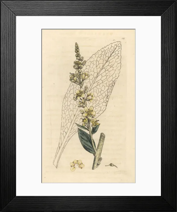 Framed Print : White mullein, Verbascum lychnitis Framed Print : White mullein, Verbascum lychnitis