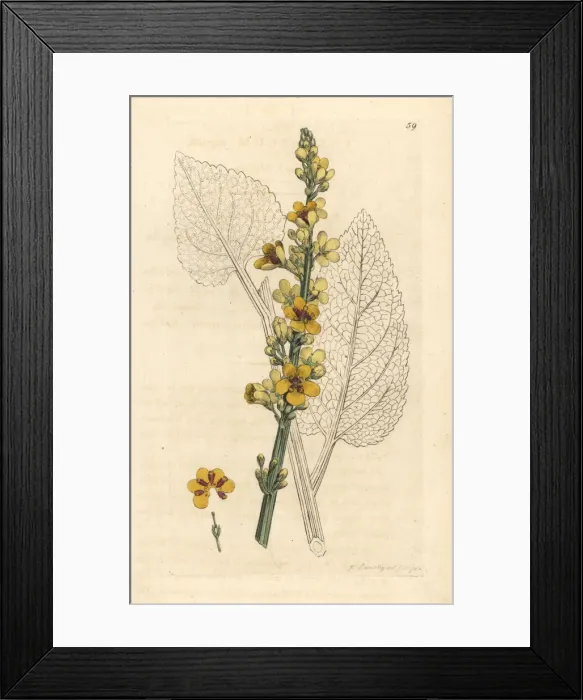 Framed Print : Dark mullein, Verbascum nigrum Framed Print : Dark mullein, Verbascum nigrum