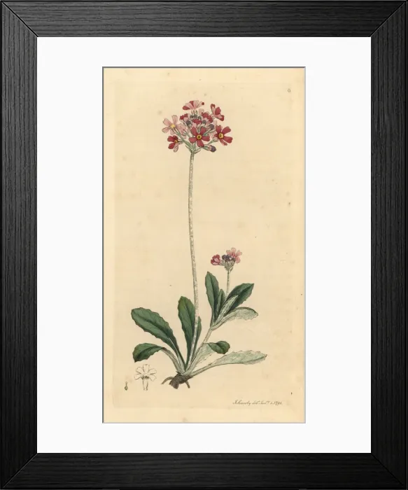 Framed Print : Bird s-eye primrose, Primula farinosa Framed Print : Bird s-eye primrose, Primula farinosa