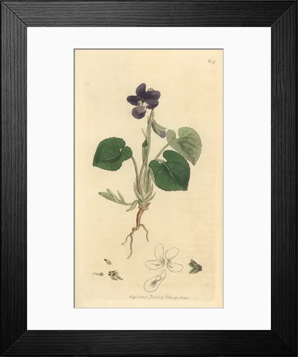 Framed Print : Sweet violet, Viola odorata Framed Print : Sweet violet, Viola odorata