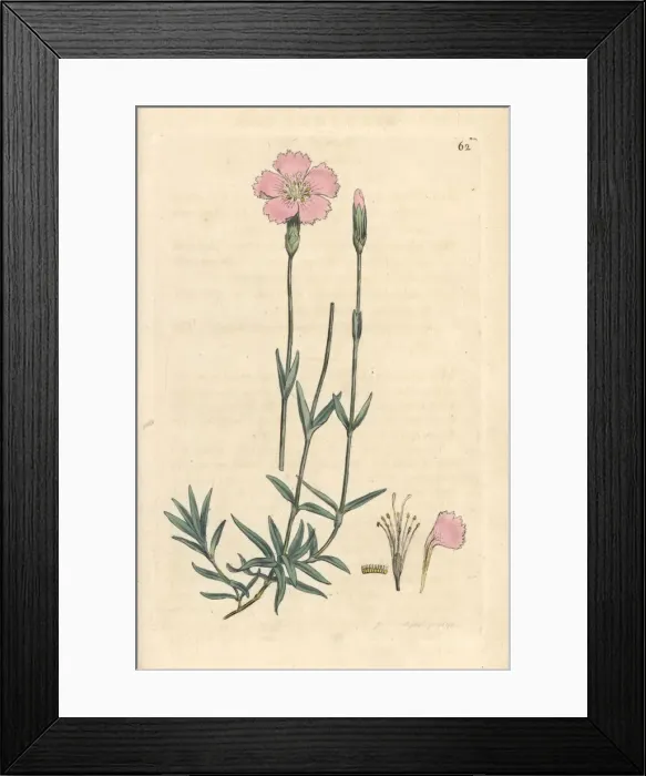 Framed Print : Mountain pink, Dianthus caesius Framed Print : Mountain pink, Dianthus caesius