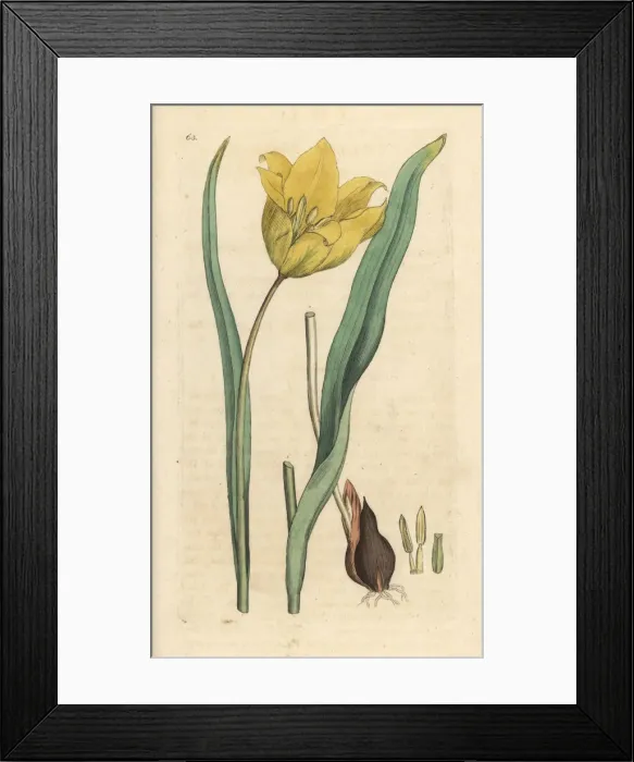 Framed Print : Wild tulip, Tulipa sylvestris Framed Print : Wild tulip, Tulipa sylvestris