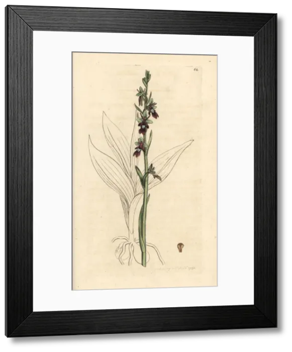 Framed Print : Fly orchid, Ophrys insectifera Framed Print : Fly orchid, Ophrys insectifera
