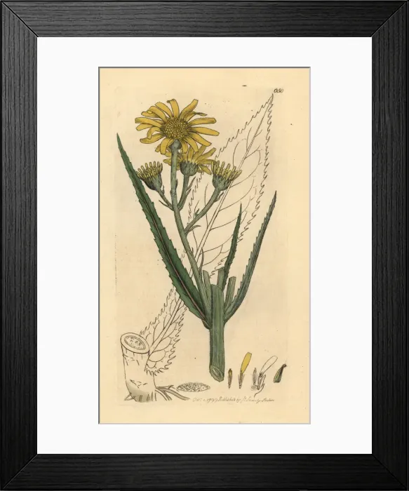 Framed Print : Birds tongue, Jacobaea paludosa Framed Print : Birds tongue, Jacobaea paludosa