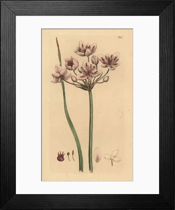 Framed Print : Flowering rush, Butomus umbellatus Framed Print : Flowering rush, Butomus umbellatus