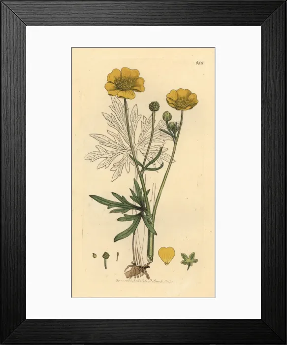 Framed Print : Upright meadow crowfoot, Ranunculus acris Framed Print : Upright meadow crowfoot, Ranunculus acris