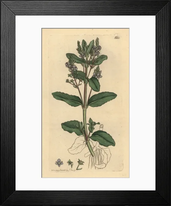 Framed Print : Brooklime, Veronica beccabunga Framed Print : Brooklime, Veronica beccabunga