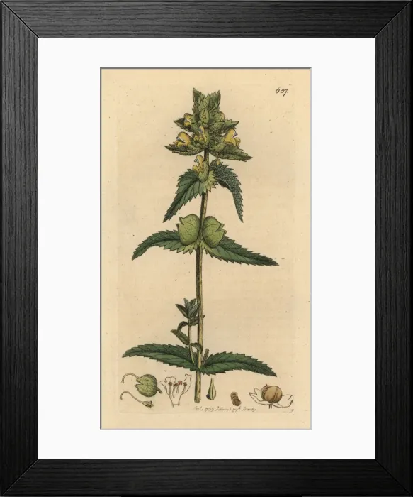 Framed Print : Yellow rattle, Rhinanthus crista-galli Framed Print : Yellow rattle, Rhinanthus crista-galli