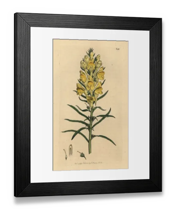 Framed Print : Yellow toad-flax, Linaria vulgaris Framed Print : Yellow toad-flax, Linaria vulgaris