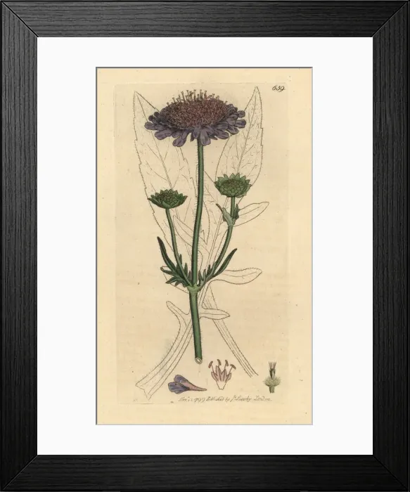 Framed Print : Field scabious, Knautia arvensis Framed Print : Field scabious, Knautia arvensis
