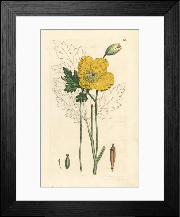 Framed Print : Yellow or Welsh poppy, Papaver cambricum Framed Print : Yellow or Welsh poppy, Papaver cambricum