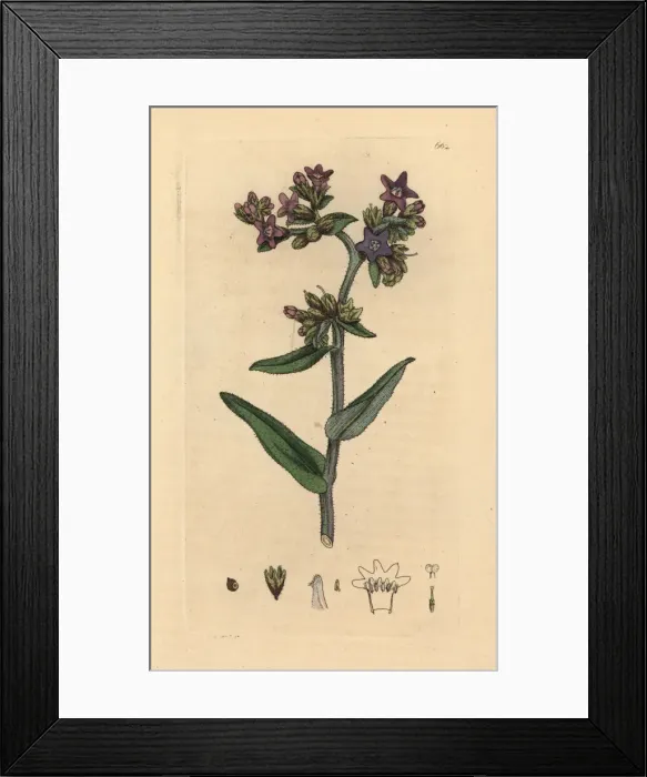 Framed Print : Common alkanet, Anchusa officinalis Framed Print : Common alkanet, Anchusa officinalis