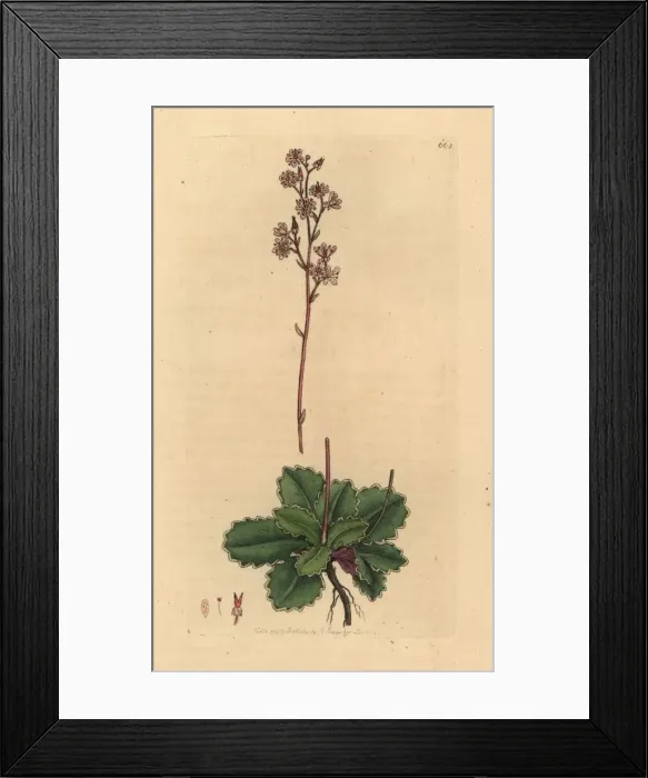 Framed Print : Pyrenean saxifrage, Saxifraga umbrosa Framed Print : Pyrenean saxifrage, Saxifraga umbrosa