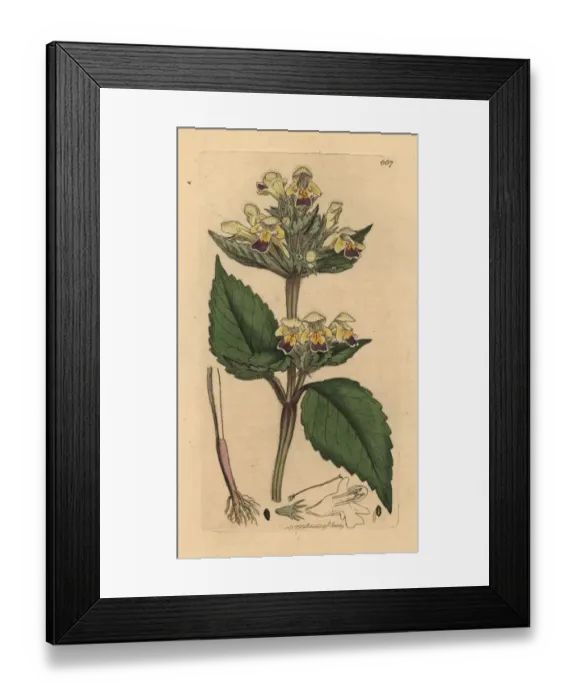 Framed Print : Large-flowered hemp-nettle, Galeopsis speciosa Framed Print : Large-flowered hemp-nettle, Galeopsis speciosa