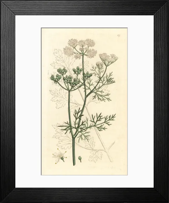 Framed Print : Coriander, Coriandrum sativum Framed Print : Coriander, Coriandrum sativum