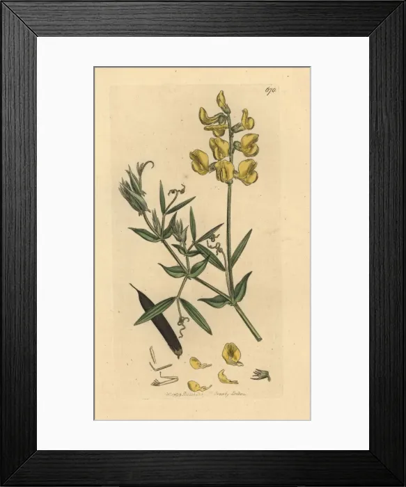Framed Print : Meadow vetchling, Lathyrus pratensis Framed Print : Meadow vetchling, Lathyrus pratensis