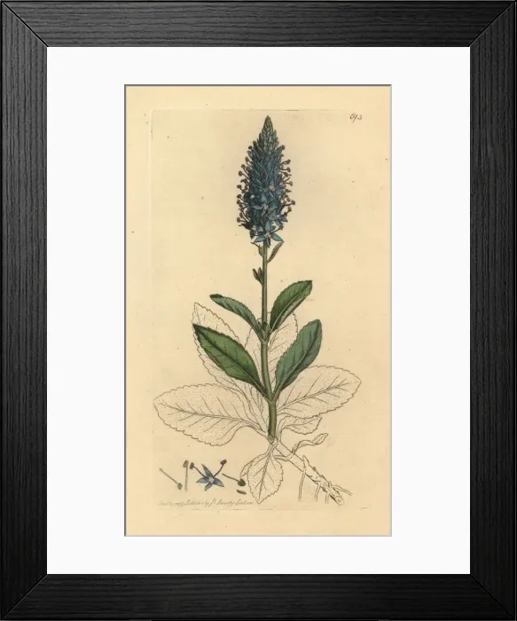 Framed Print : Spiked speedwell, Veronica spicata Framed Print : Spiked speedwell, Veronica spicata