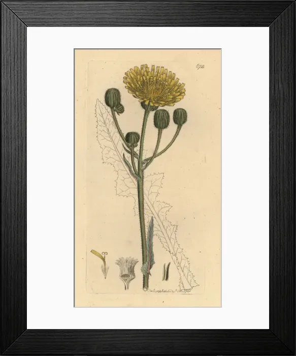 Framed Print : Corn sow-thistle, Sonchus arvensis Framed Print : Corn sow-thistle, Sonchus arvensis