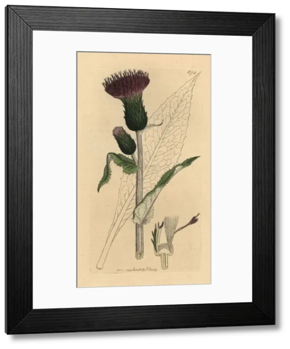 Framed Print : Melancholy thistle, Cirsium heterophyllum Framed Print : Melancholy thistle, Cirsium heterophyllum