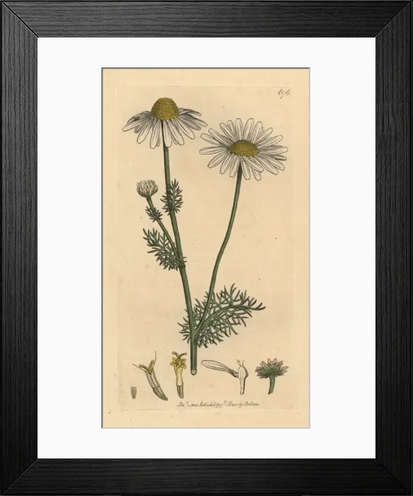 Framed Print : Scentless mayweed, Tripleurospermum inodorum Framed Print : Scentless mayweed, Tripleurospermum inodorum