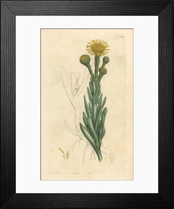Framed Print : Golden samphire, Limbarda crithmoides Framed Print : Golden samphire, Limbarda crithmoides