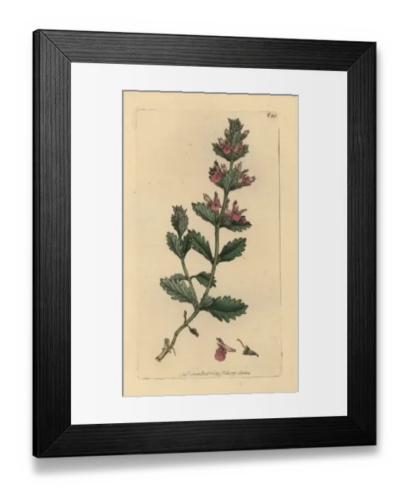 Framed Print : Wall germander, Teucrium chamaedrys Framed Print : Wall germander, Teucrium chamaedrys
