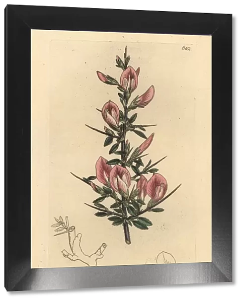 Spiny restharrow, Ononis spinosa subsp. hircina
